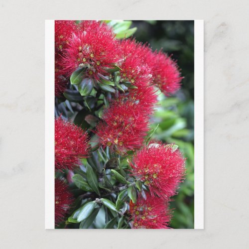 Pohutukawa tree flowering postcard