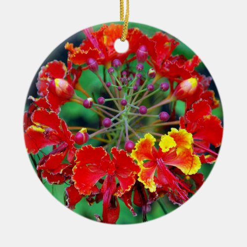 Poinciana ohai_alii Hawaiian Flower Ornament