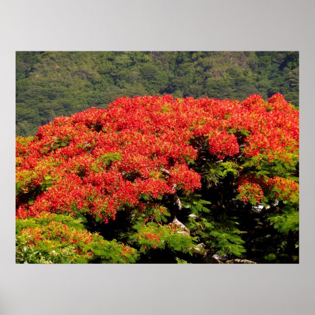 Poinciana Tree Poster (Front)