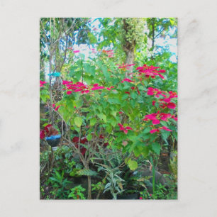 Poinsettia Backyard Postcard