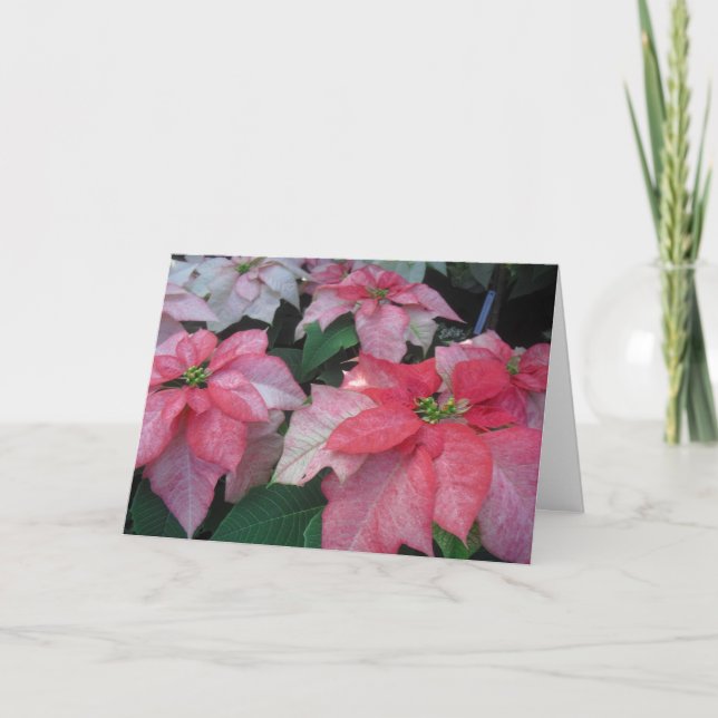 Poinsettia Blossoms Holiday Card (Front)