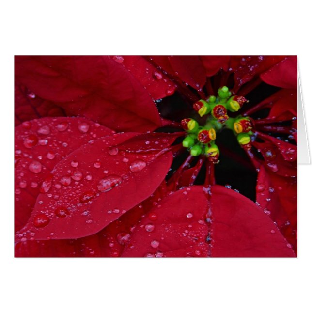 Poinsettia Cards (Front Horizontal)