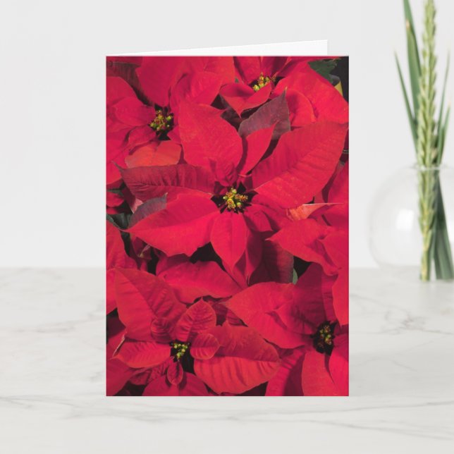 Poinsettia Christmas Card (Front)