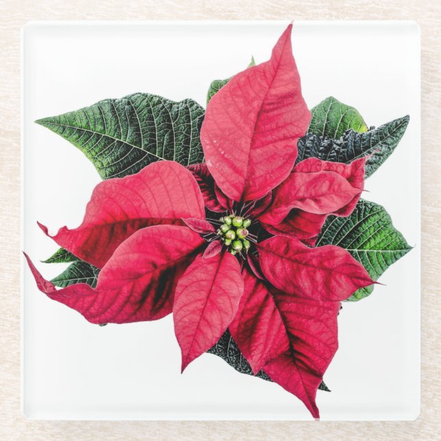 Poinsettia Glass Coaster (Front)