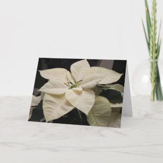 Poinsettia Holiday Card
