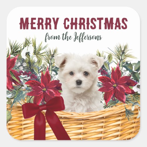 Poinsettia Maltese Puppy Christmas Basket Square Sticker