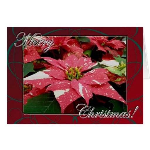 Poinsettia Merry Christmas Card | Zazzle