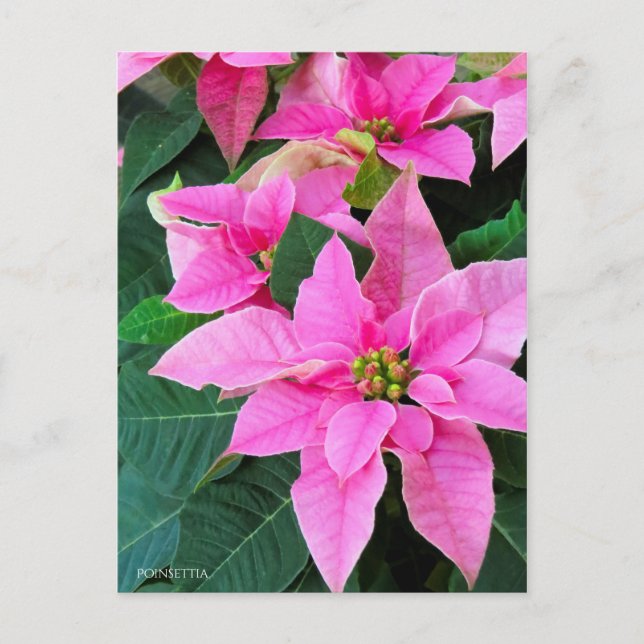 Poinsettia Postcard (Front)