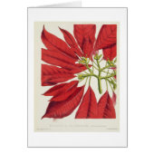 Poinsettia Pulcherrima (colour litho) (Front)
