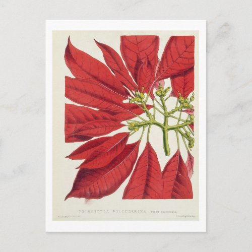 Poinsettia Pulcherrima colour litho Postcard