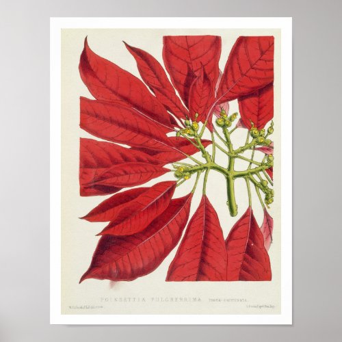 Poinsettia Pulcherrima colour litho Poster
