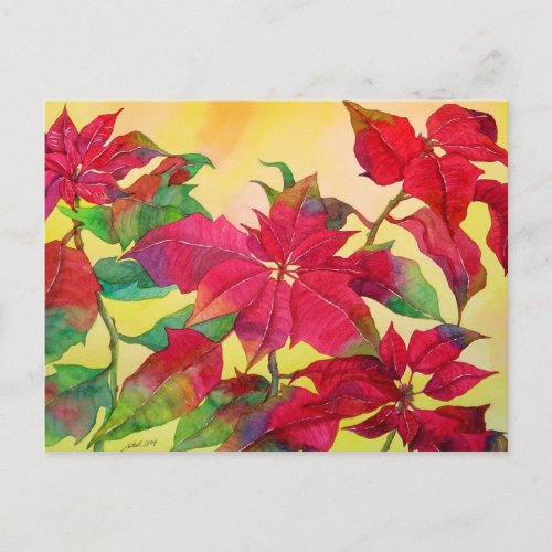 Poinsettias Postcard