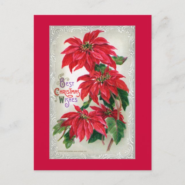Poinsettias Postcard (Front)