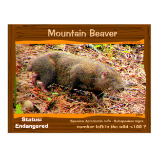 Point Arena Mountain Beaver endangered - - - Postcard