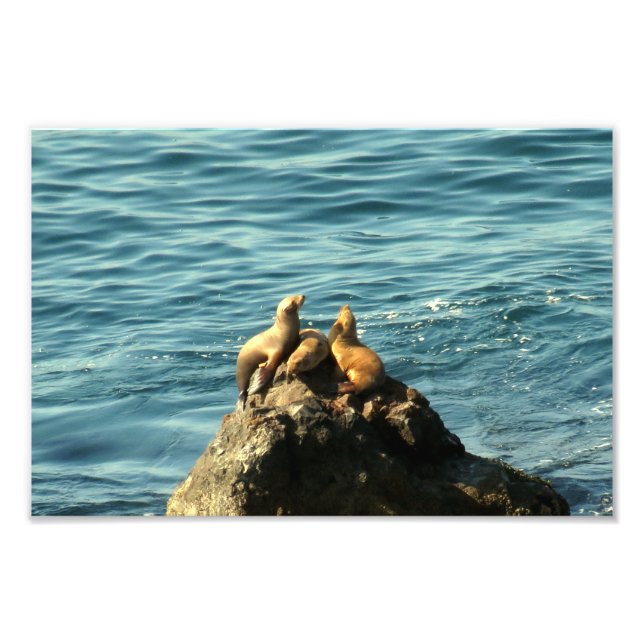 Point Dume State Beach  Photo Print (Front)