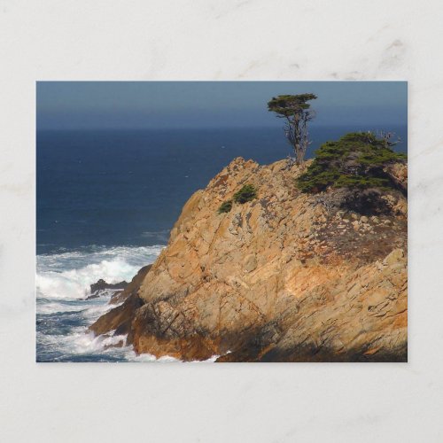 Point Lobos California Postcard