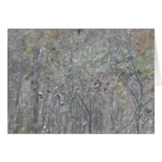 Point Reyes, Ca Cards