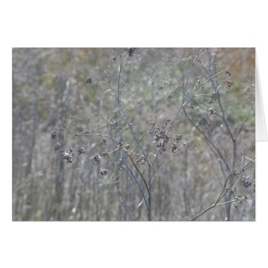 Point Reyes, Ca Cards (Front Horizontal)
