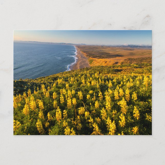 Point Reyes National Seashore California Postcard (Front)