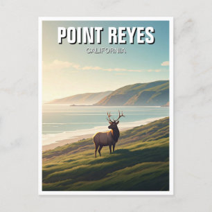 Point Reyes National Seashore Elk Postcard