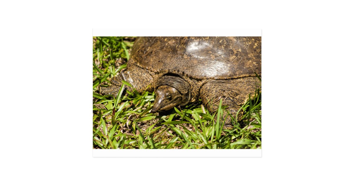 Pointed Long Nose Florida Softshell Turtle Postcard