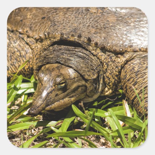 Pointed Long Nose Florida Softshell Turtle Square Sticker | Zazzle.com