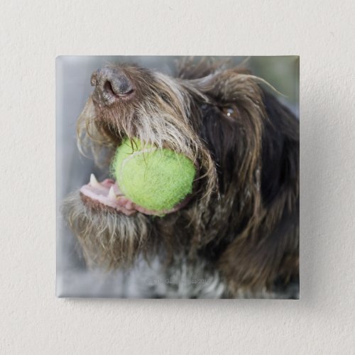 Pointer dog biting tennis ball close_up button