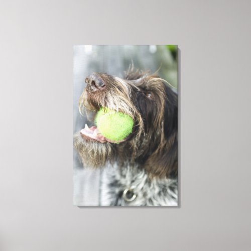 Pointer dog biting tennis ball close_up canvas print