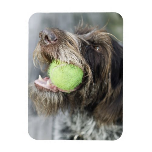 Pointer dog biting tennis ball close_up magnet