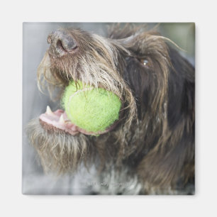 Pointer dog biting tennis ball, close-up magnet