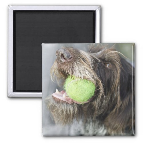 Pointer dog biting tennis ball close_up magnet