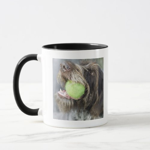 Pointer dog biting tennis ball close_up mug