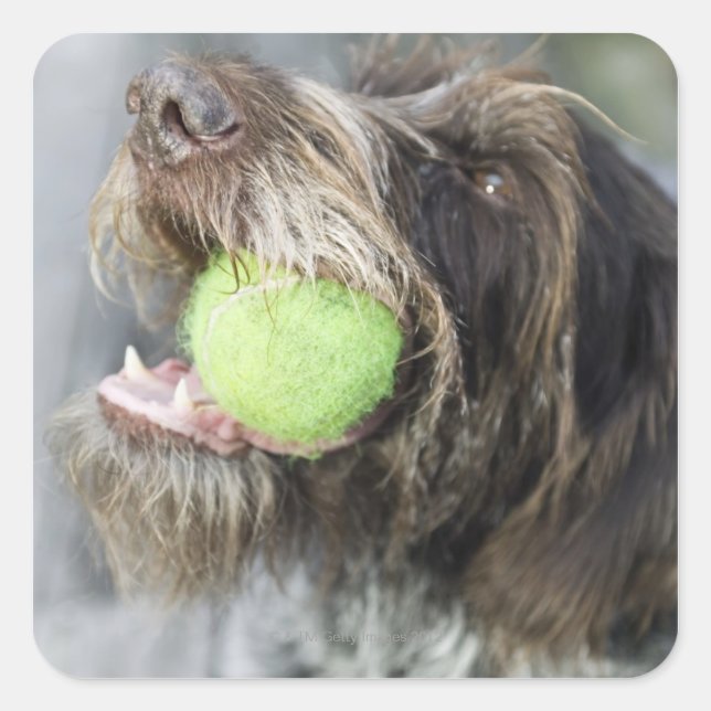 Pointer dog biting tennis ball, close-up square sticker (Front)