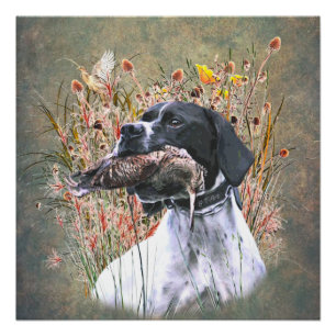 Pointer,  Hunting Woodcock Poster