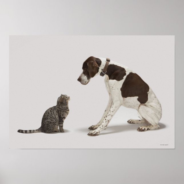 Pointer looking down at cat poster (Front)