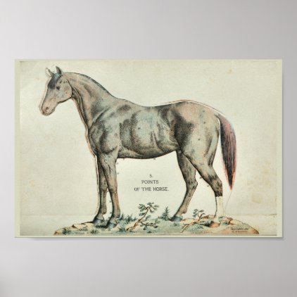 Points of the Horse Vintage Anatomy Print