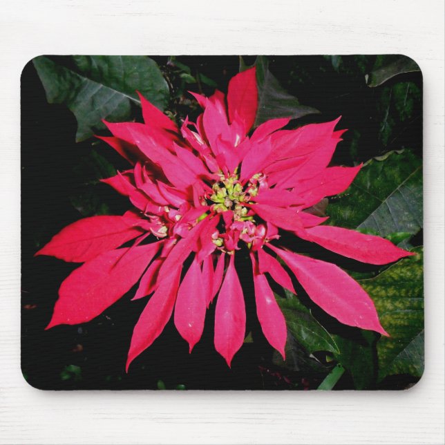 Pointsettia 3 mouse pad (Front)