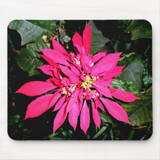 Pointsettia 5 mouse pad (Front)