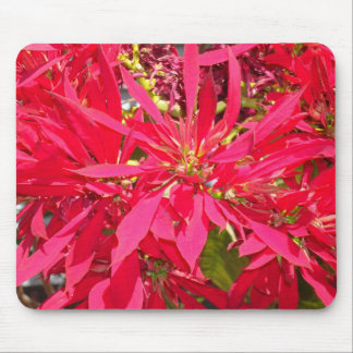Pointsettias in San Diego Mouse Pad