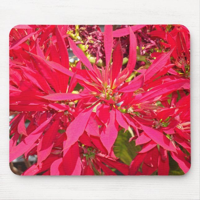 Pointsettias in San Diego Mouse Pad (Front)