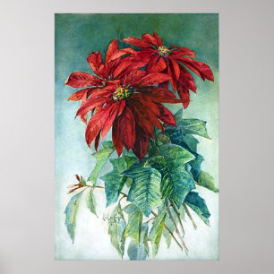 Pointsettias Watercolor Fine Art Print