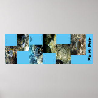Poipu Fish Poster