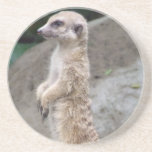 Poised Meerkat Coaster