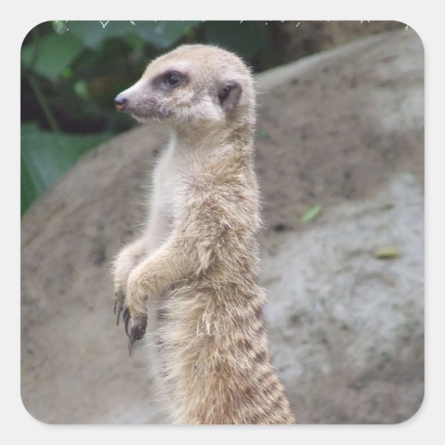 Poised Meerkat Stickers (Front)