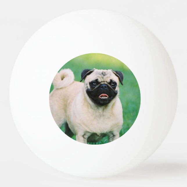 Poised Pug Ping-Pong Ball (Front)