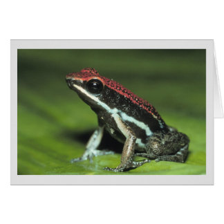Poison Dart Frog Cards
