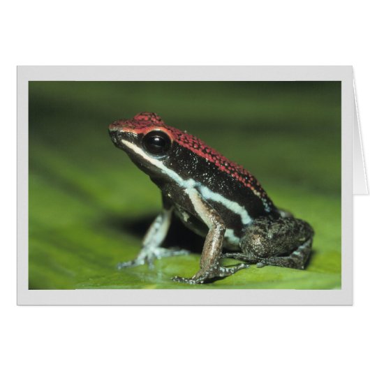 Poison Dart Frog Cards (Front Horizontal)