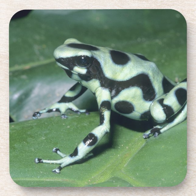 Poison Dart Frog, (Dendrobates auratus) Cahuita Beverage Coaster (Front)