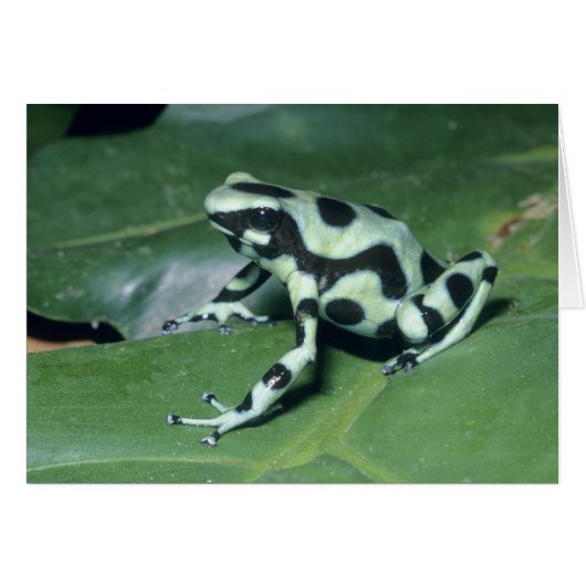 Poison Dart Frog, (Dendrobates auratus) Cahuita Cards (Front Horizontal)