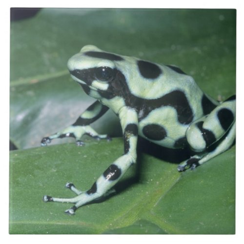 Poison Dart Frog Dendrobates auratus Cahuita Ceramic Tile